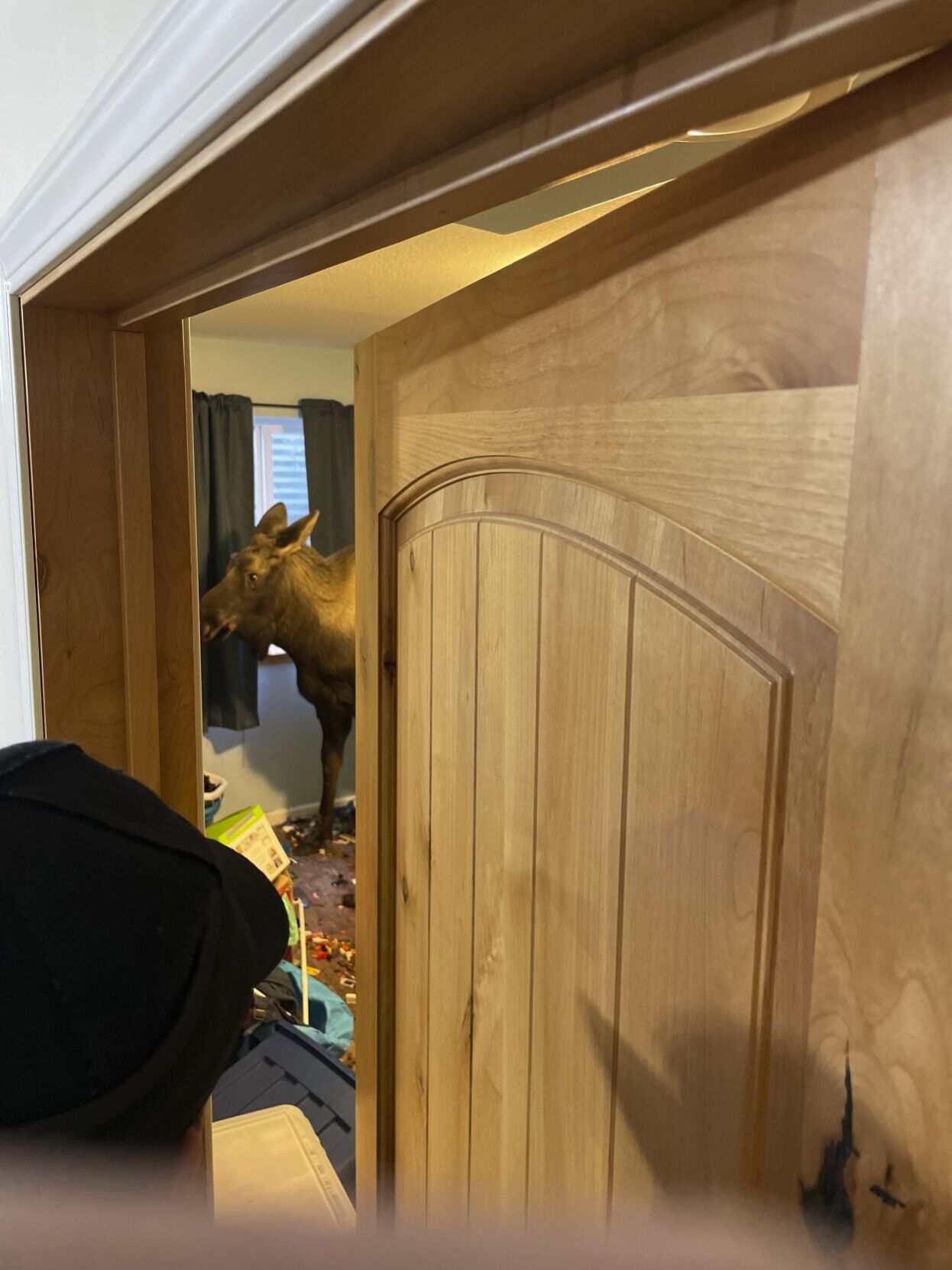 Alaska-Moose Rescue